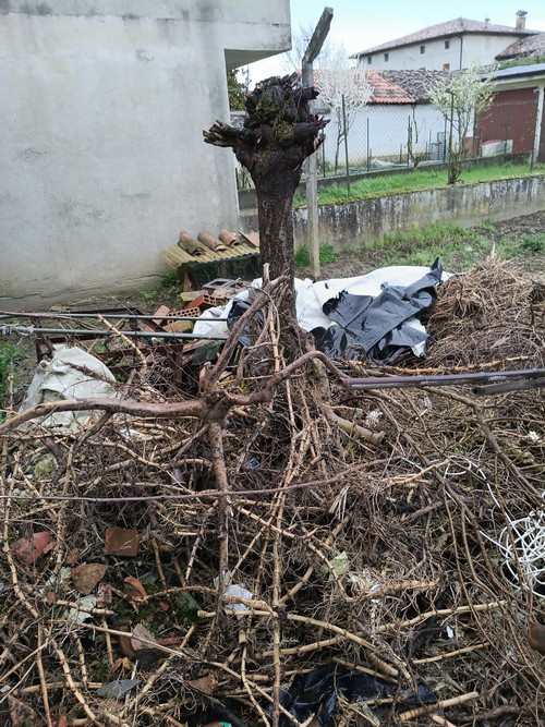 Regalo legna da ardere