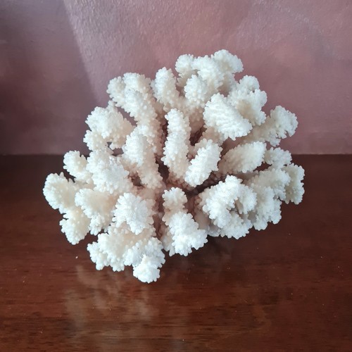 Corallo Bianco vintage  soprammobile da collezione