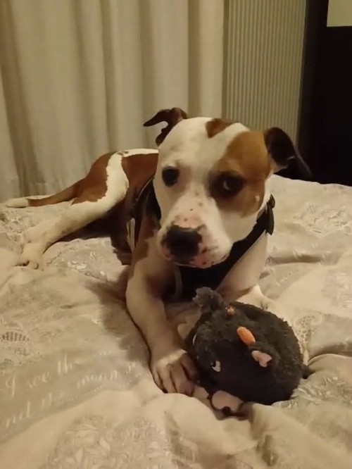 LAPO,  BELLISSIMO AMSTAFF DI 8 ANNI 