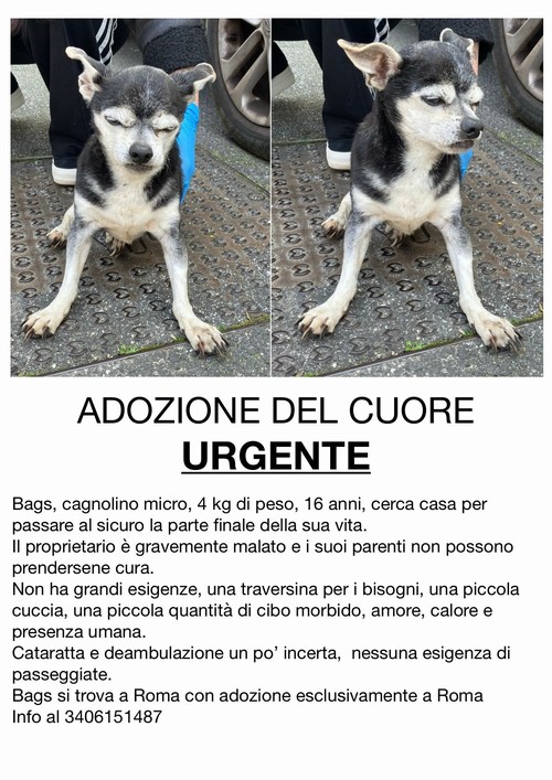  BAGS, CAGNOLINO MICRO DI 4 KG, 16 ANNI