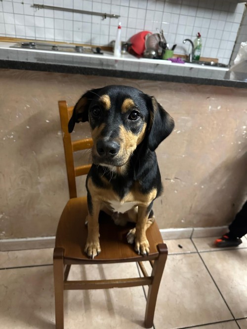 Max, ha 8 mesi. Taglia medio piccola