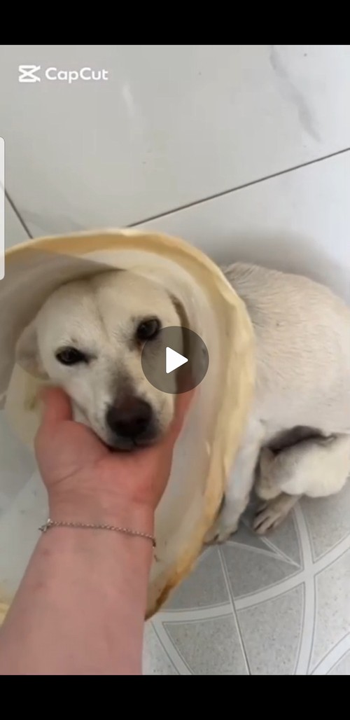 AIUTO, UNA SISTEMAZIONE IN ITALIA PER PATTY, 12 KG