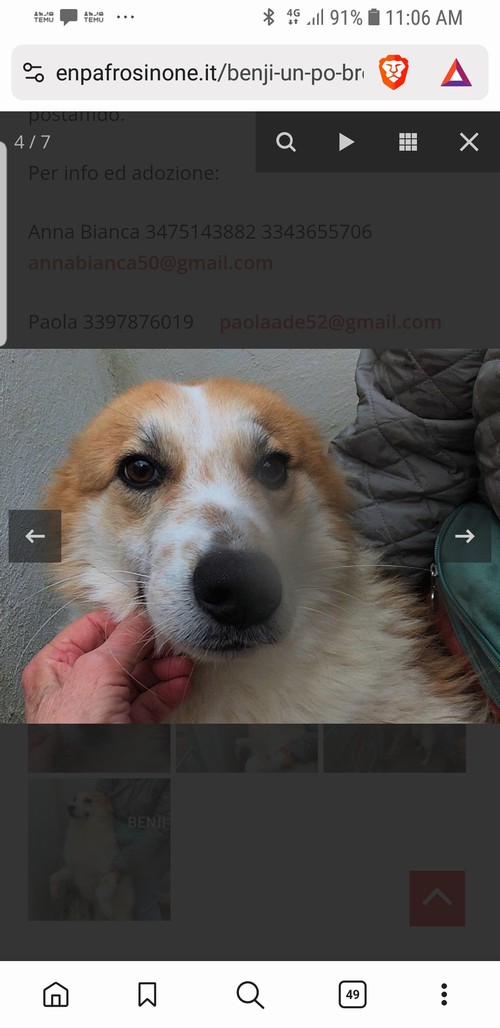 BENJI, 2 anni, 15 Kg, bello e dolcissimo