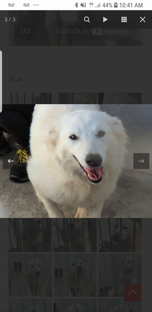 BETTINA, 3 ANNI, BELLA, SOCIEVOLE, COMUNICATIVA