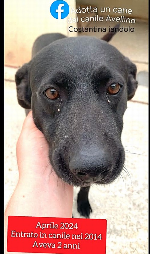 ULTIMO: ENTRATO IN CANILE A 2 ANNI ORA NE HA 12