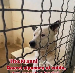 NONNINO DI 10 ANNI TITO