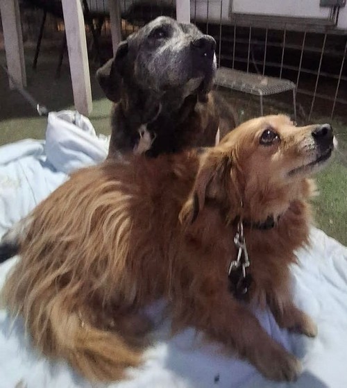  LILLA & RIFFY adozione di coppia. orfani