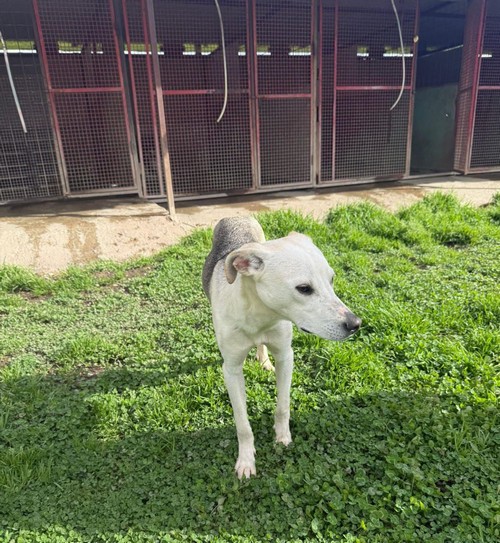 MAISON, 9 MESI, ABBANDONATO FRA I RIFIUTI  